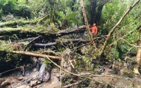 A tree windfall on Waingongoro Track, Taranaki Maunga.