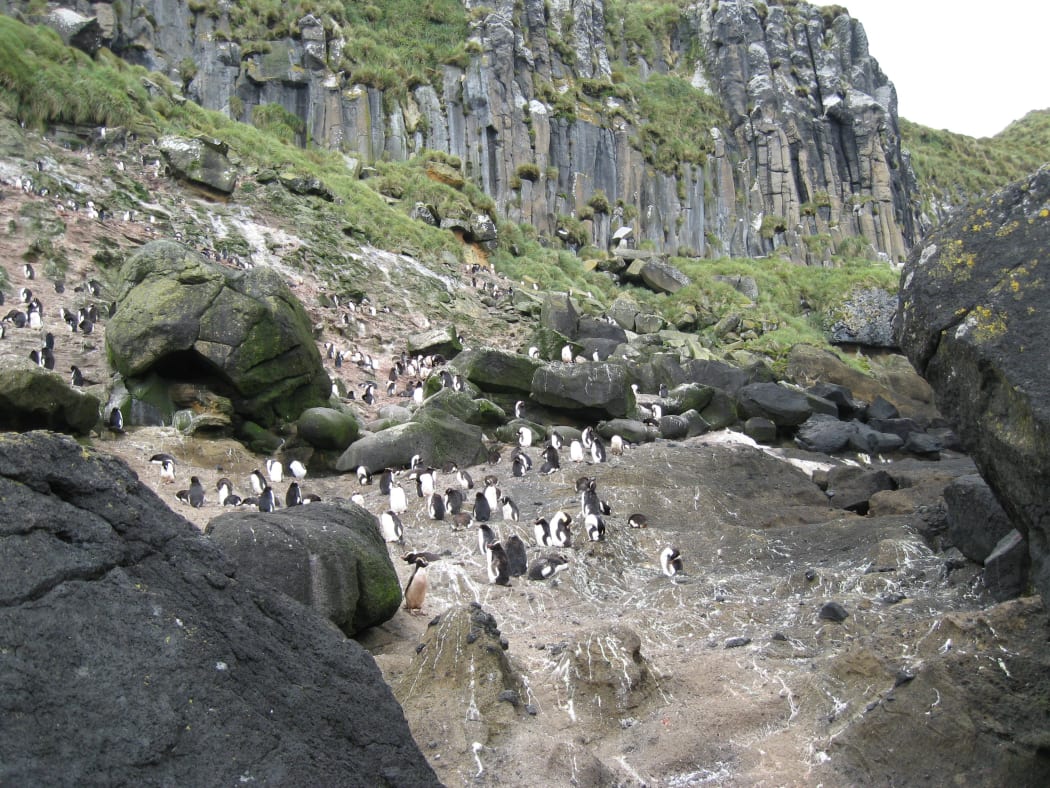 Penguin colony (mixed species) in Anchorage Bay, Antipodes Island