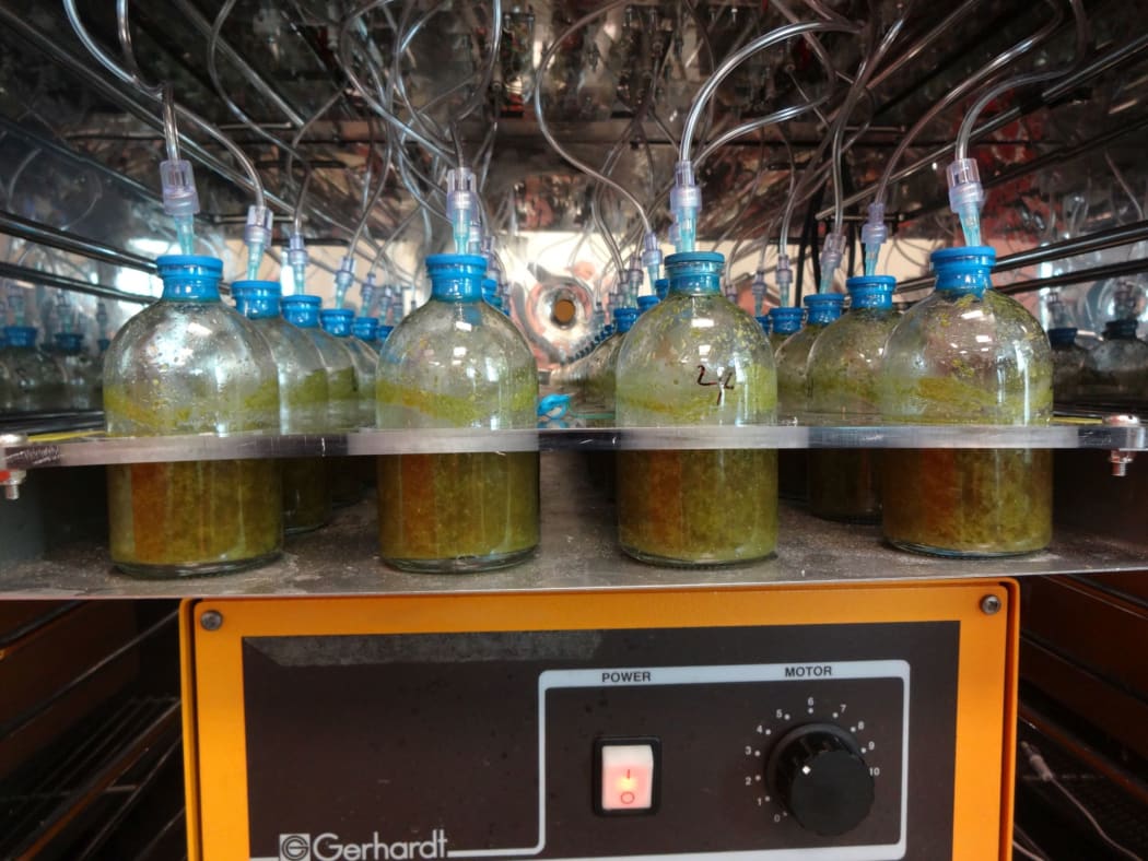 As part of the screening, any promising compounds are first tested in rumen fluid, which contains the entire microbial community.