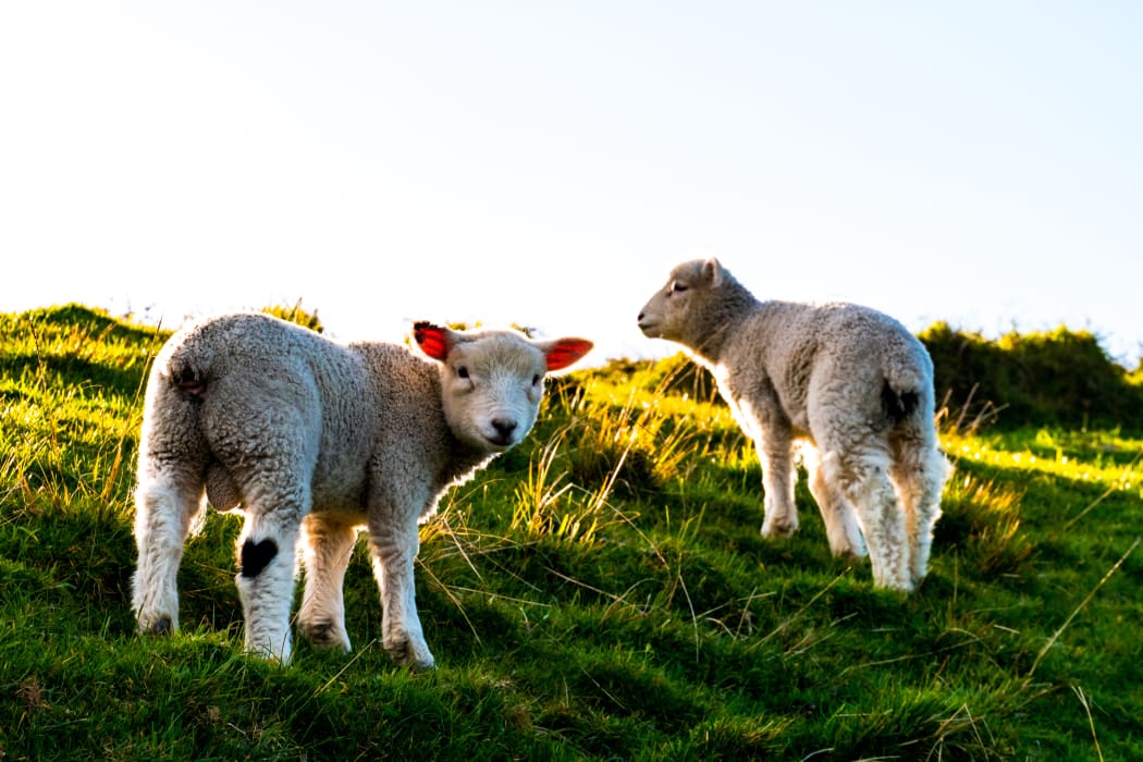 Lambs enjoying a burst of spring sunshine.