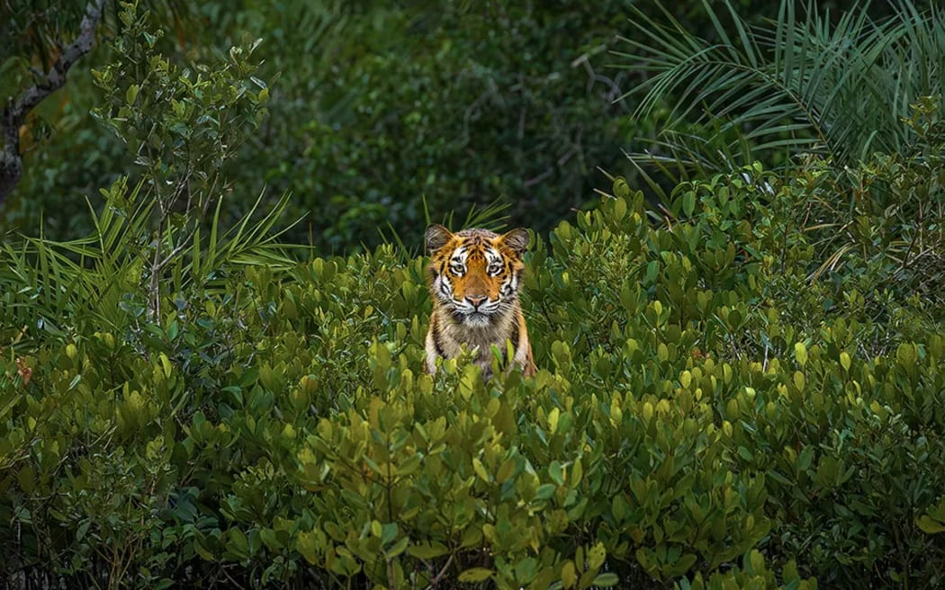 Una imagen de los Mangrove Photography Awards, organizados por Mangrove Action Project.