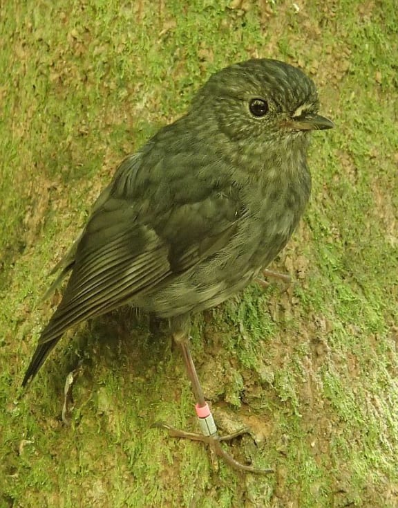 North Island bush robin photographed at Zealandia sanctuary