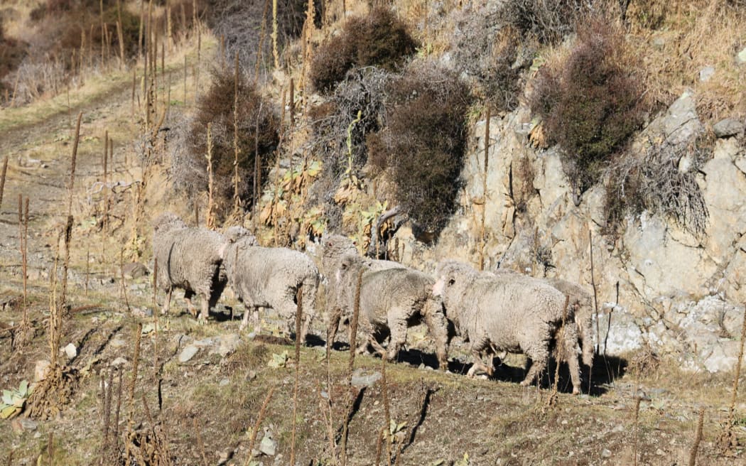 Merino sheep