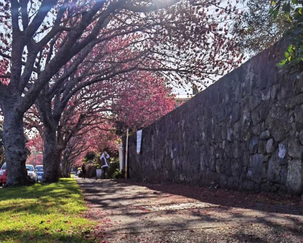 Cherry blooms.