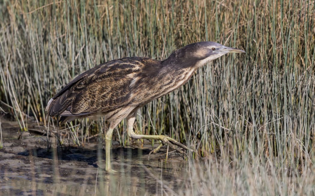 There are fewer than 1000 matuku-hūrepo/Australasian bittern left in Aotearoa.