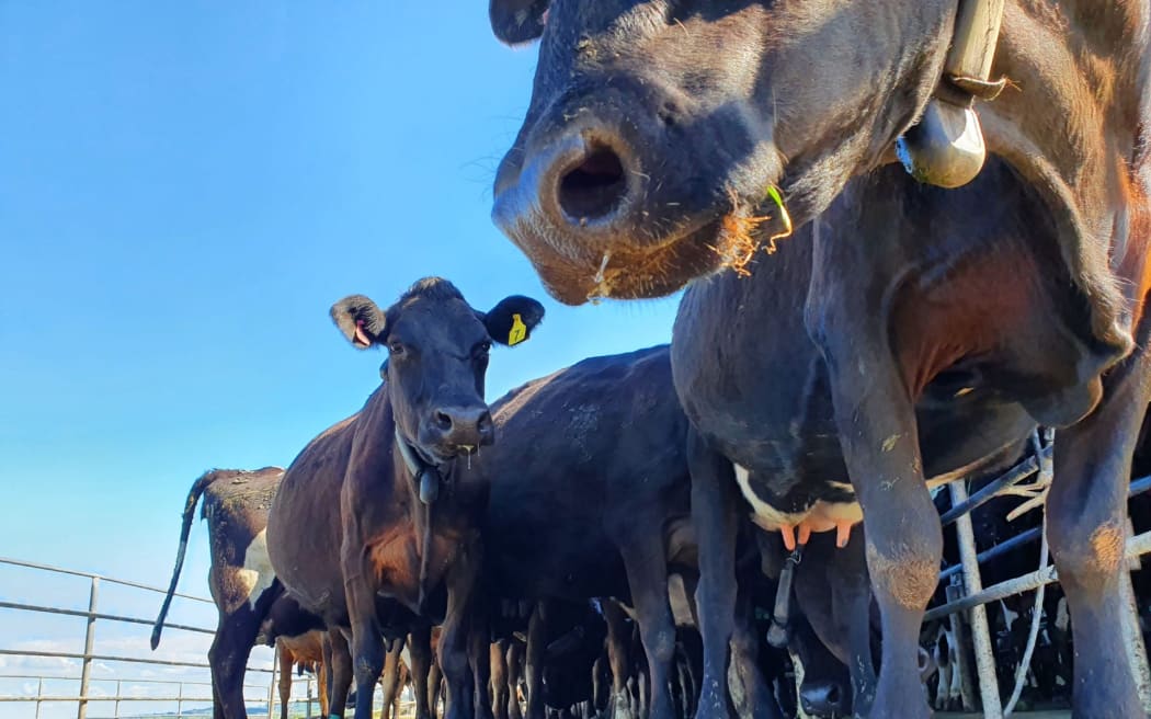 Krowy na farmie mlecznej w Waikato.