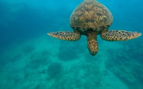 Sea turtle in Rarotonga.