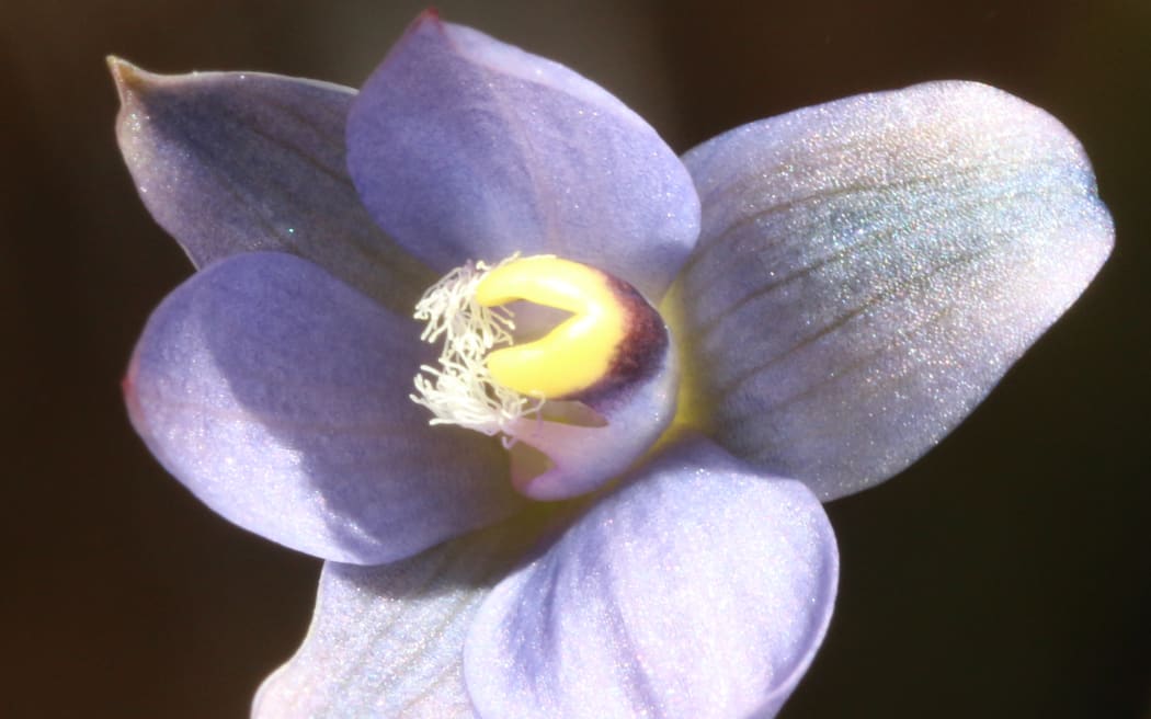 Thelymitra ‘Ahipara’ Flower Lake Ohia