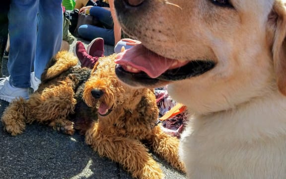 Jess the Labrador at Concert for Dogs, New Zealand Festival of the Arts 2020
