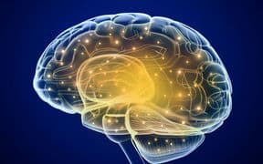 brain