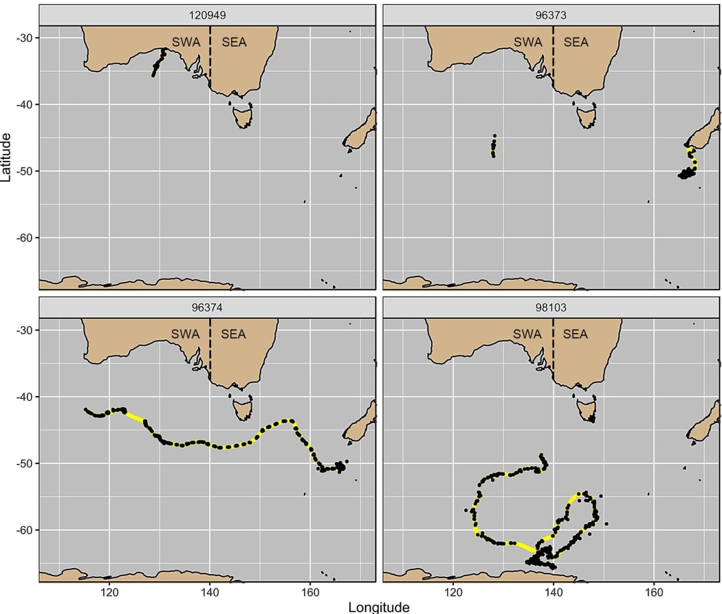Satellite tags allow researchers to track the movements of southern right whales. Adult male 96373 (top right) was tagged at Auckland Island and moved to southern New Zealand and later on was recorded south of Australia, while adult female 
96374 (bottom left) moved west to feed).