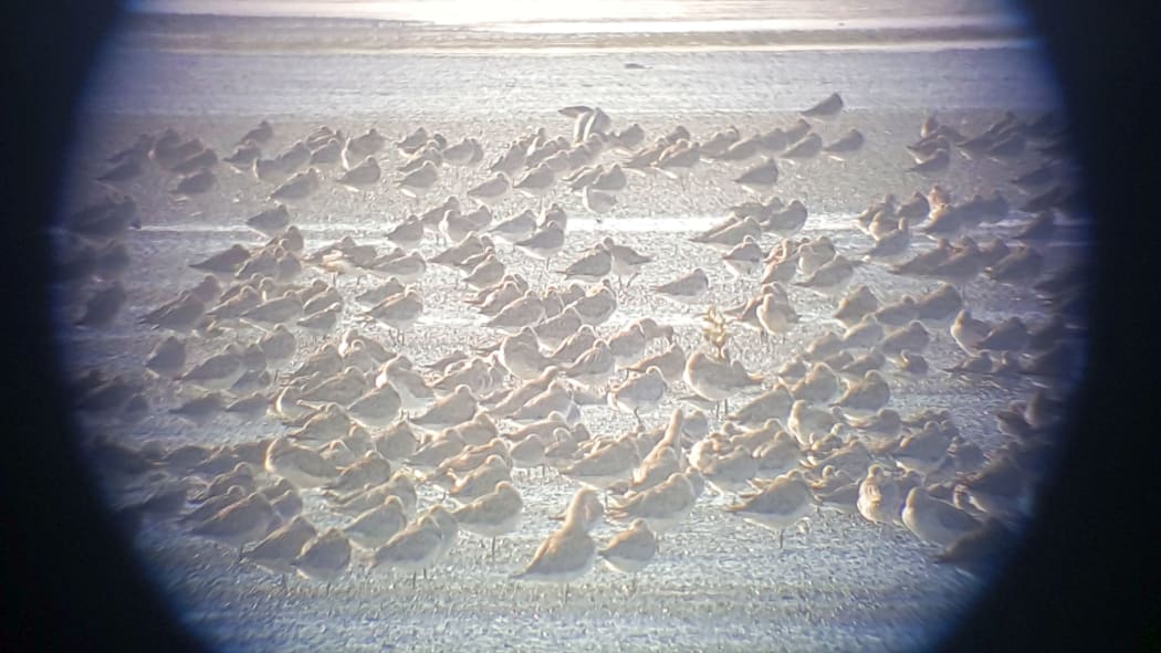 Godwits roosting at high tide at Miranda, seen through a spotting scope.