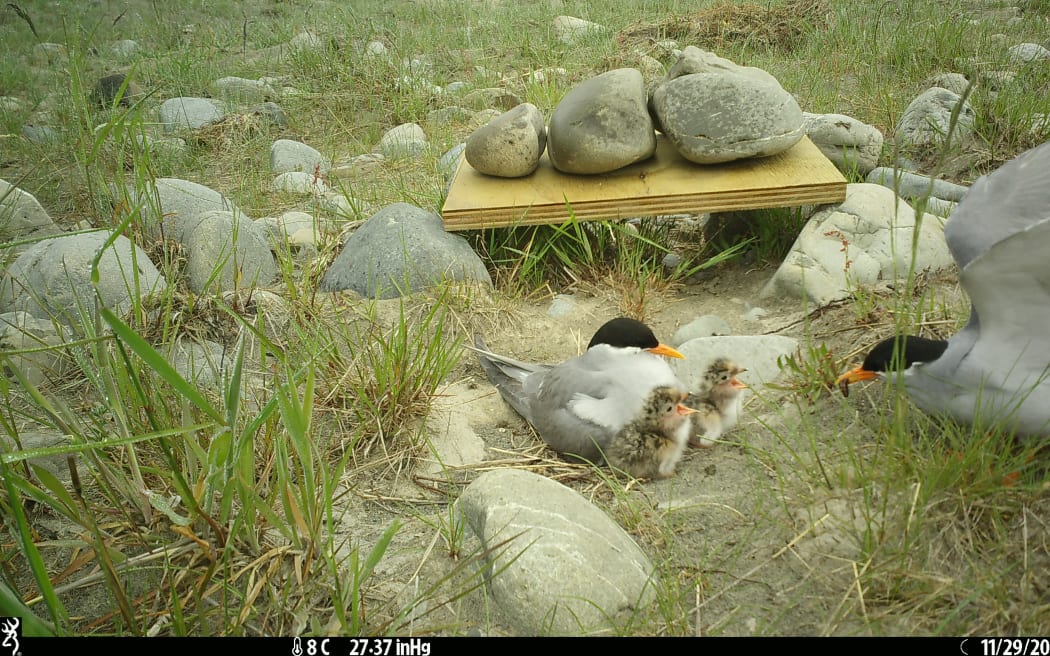 Black-fronted tern family, DOC