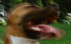 pitbull