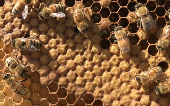 A close up of cells in a beehive showing some open with larvae in them, and some covered over with wax. Honey bees gather on the surface of the hexagonal cells.