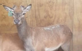 The velvet breeding stag that sold for $102,000.