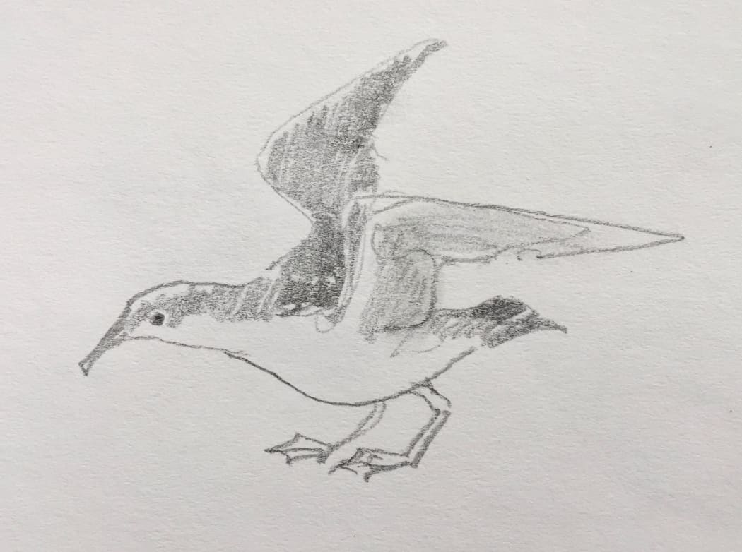 Abby McBride's sketch of a Buller's shearwater with its wings raised, about to take off.