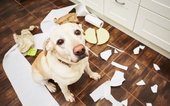 Bored and stressed dogs can cause damage to property and themselves.