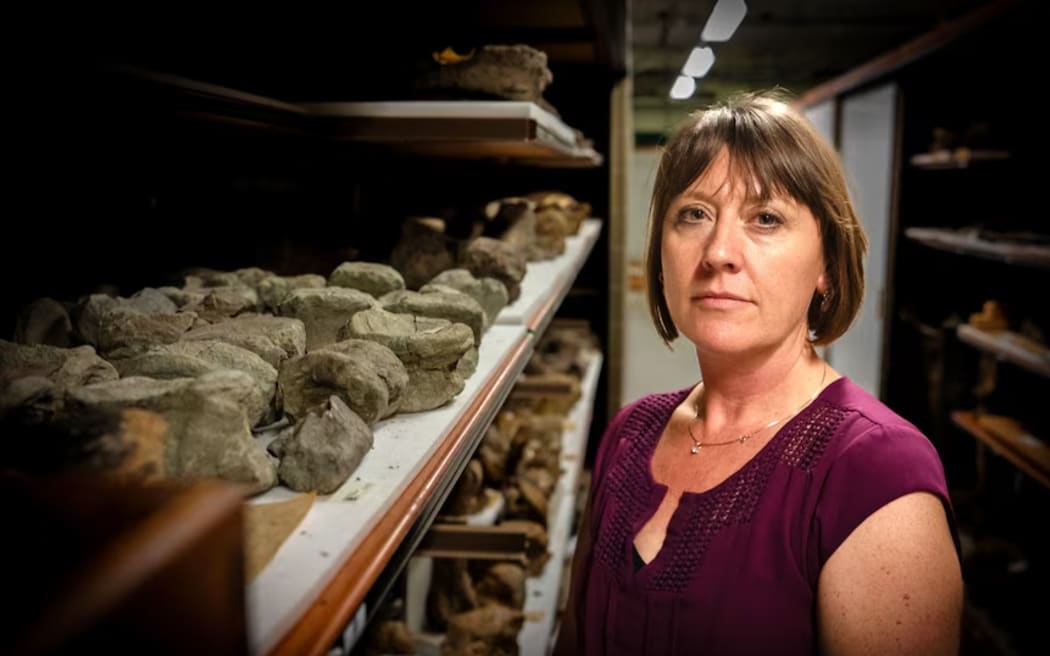 Professor Susannah Maidment surveys fossils stored at London's Natural History Museum.