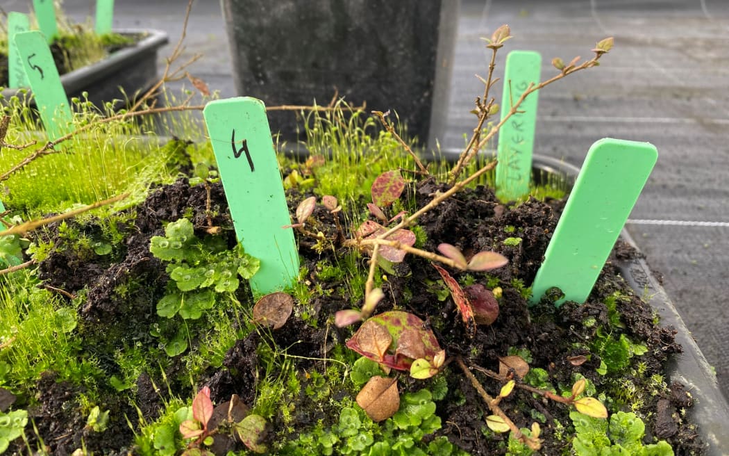 The layered propagation system enables around 20 saplings to grow.