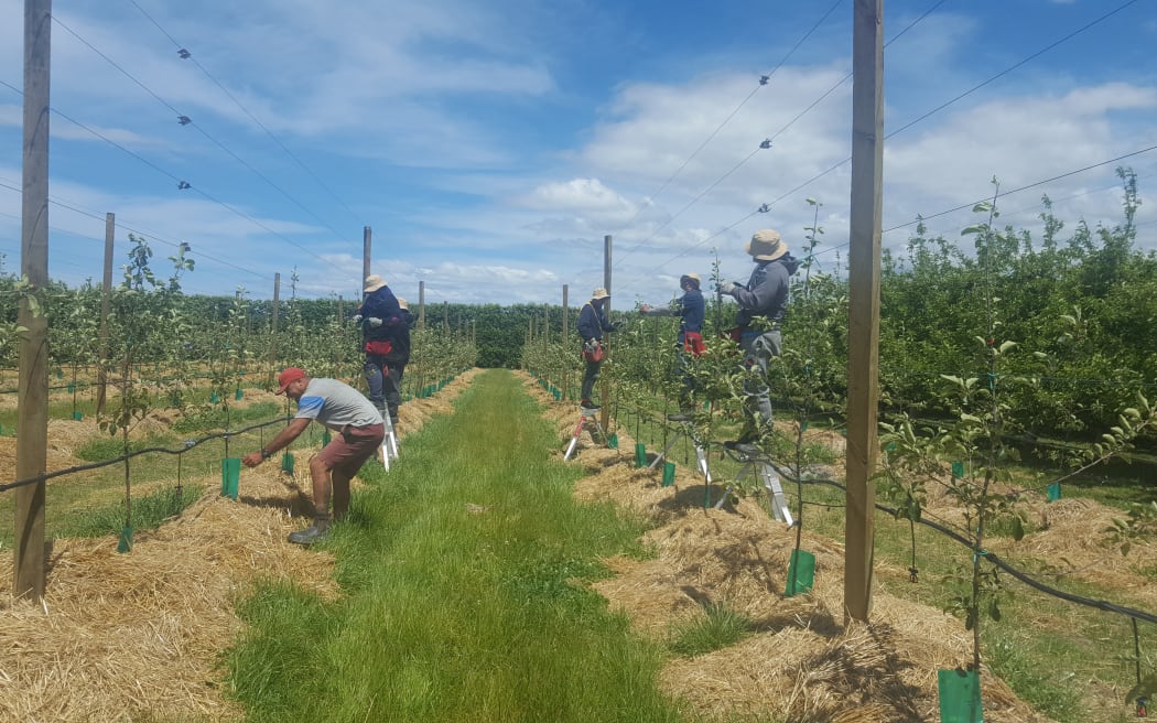 RSE workers from Samoa working in Bostock orchard, Hastings.