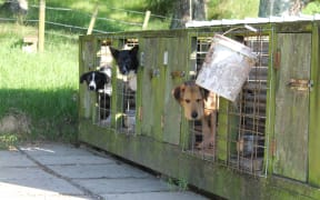 working dogs