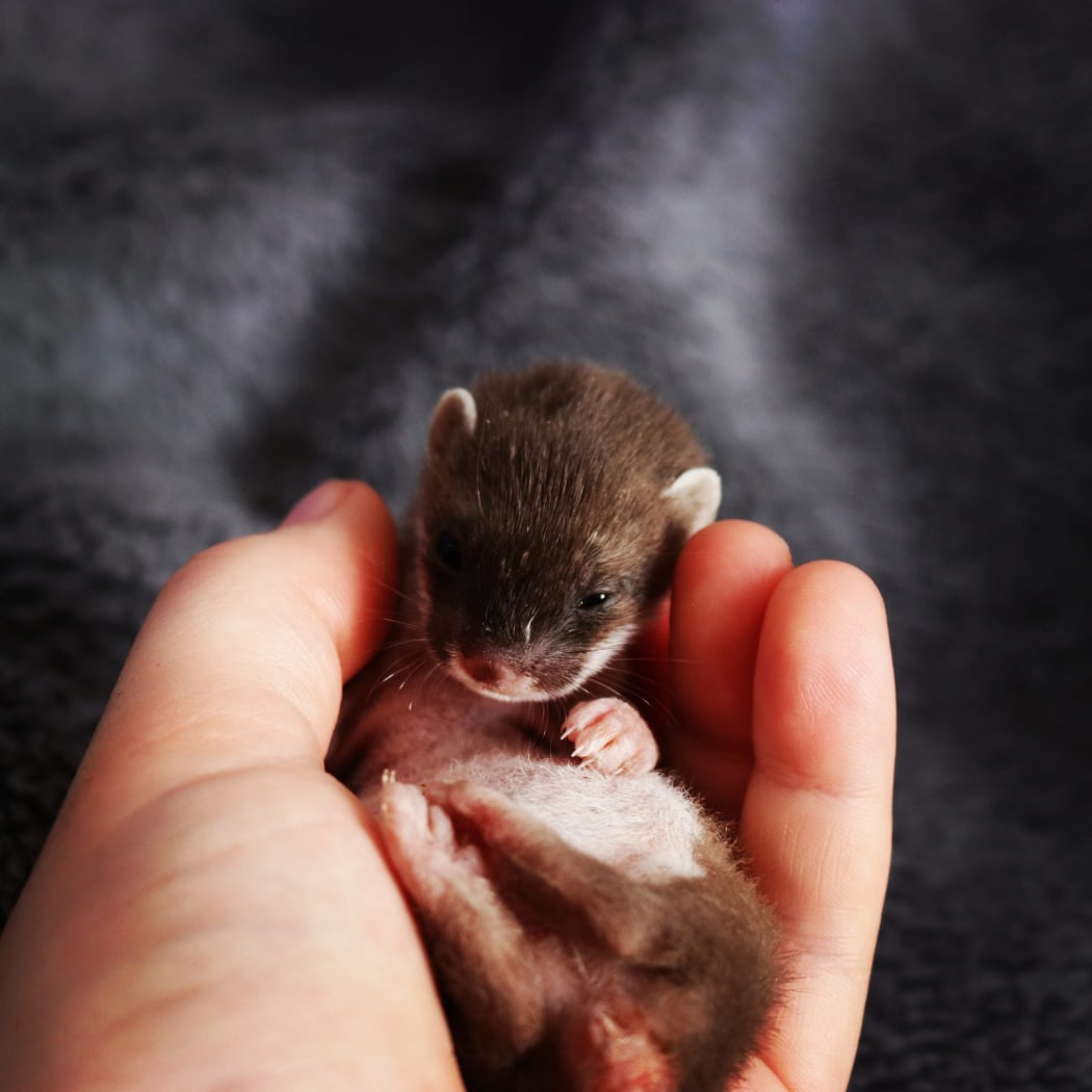 Dr Andrew Veale's baby stoat