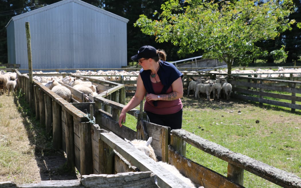 Dagging ewes