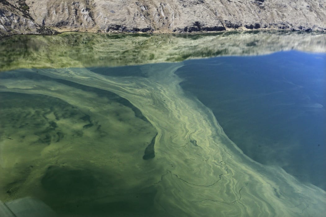Algal bloom on Lake Forsyth