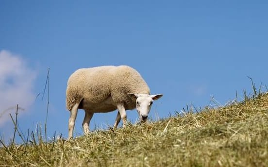 sheep generic
