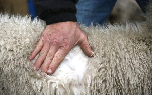 Cashmere goats on David Shaw's farm in South Otago