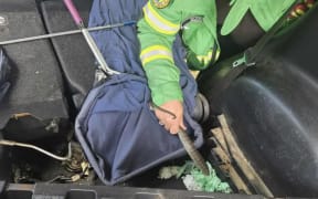 A tiger snake was retrieved from a vehicle after slithering across a car passenger's foot.