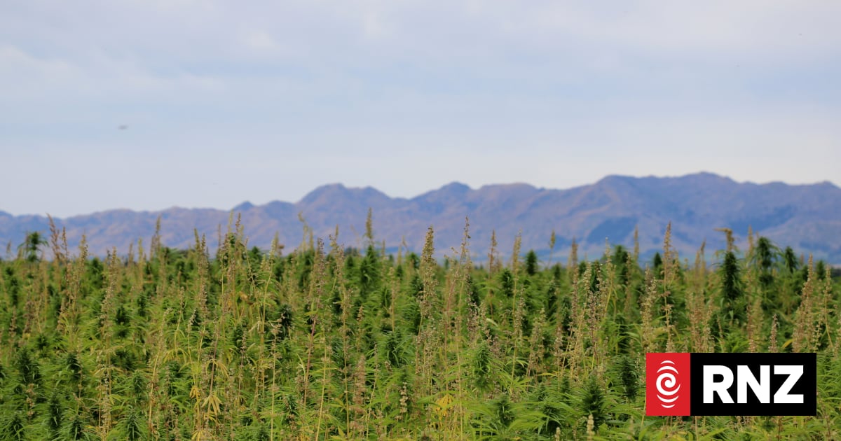 Hemp factory expansion plotted in Canterbury, despite lack of 'patient' overseas capital