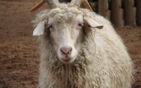 The angora goat