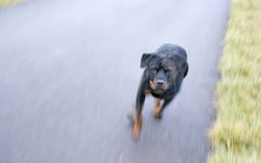 File image of a Rottweiler dog.

Biosphoto / Claudius Thiriet (Photo by Claudius Thiriet / Biosphoto / Biosphoto via AFP)