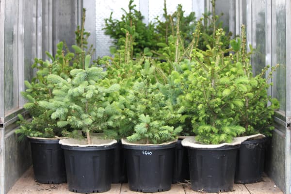 Some of Tree Shepherds' Christmas trees.