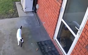 Two-year-old Nico the cat has been ransacking his neighbours' laundry, bringing home more than 200 items of clothing since April, a headache for his family who have been trying to no avail to find the owners.