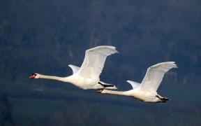 Mute Swans in flight, Farmoor Reservoir, Oxfordshire
