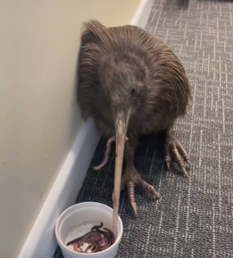 A kiwi eating worms at Whangārei Bird Recovery Centre.