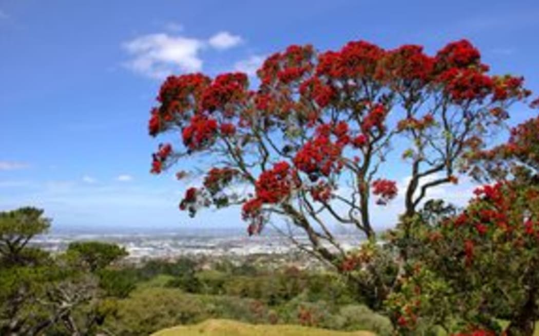 pohutukawa