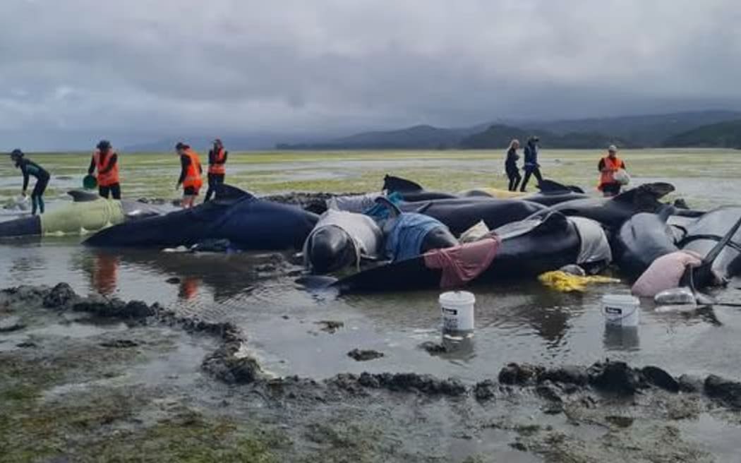 Pilot whales restranded at Farewell Spit in Golden Bay on 3 December 2024.