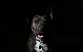 black dog