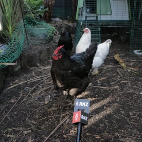 Photo for Heihei (Chicken)