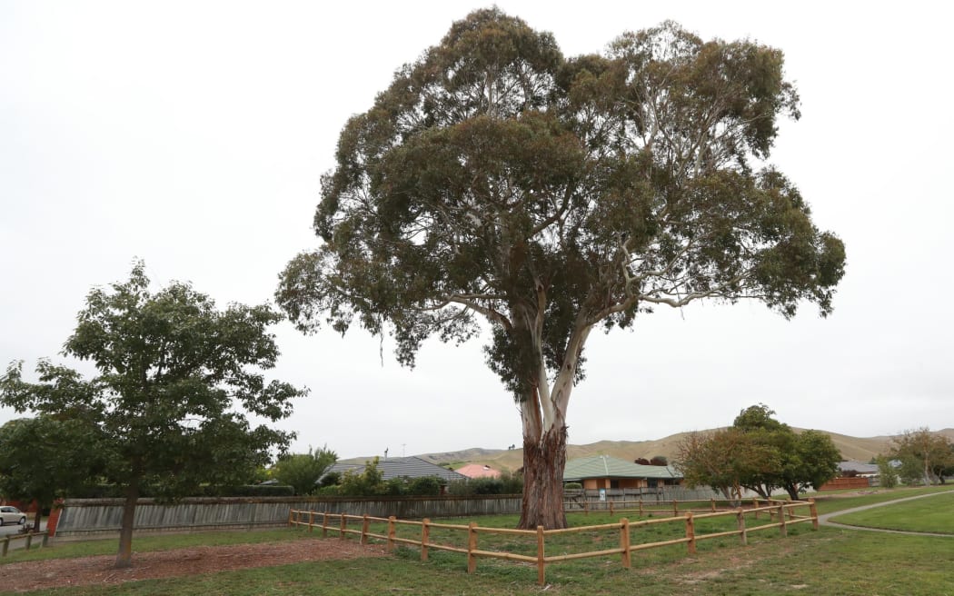 The 21-metre-high eucalyptus tree at Rema Reserve, in Blenheim, with branches reaching over a neighbour's wall.
