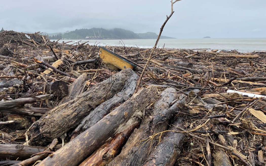 Close up of forestry slash on the East Coast