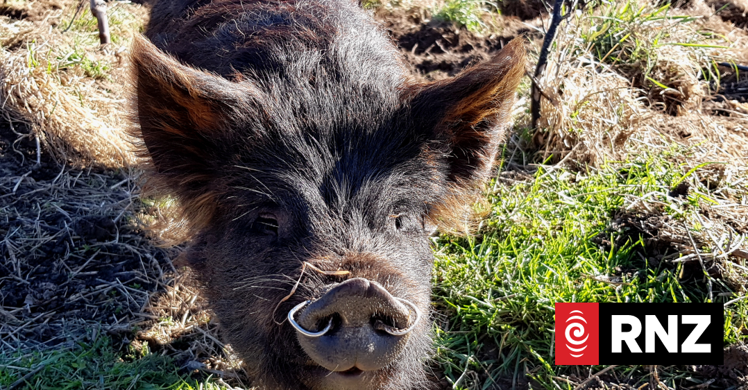 Raising meat rabbits proves food for thought for aspiring author | RNZ