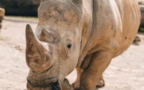 Auckland Zoo has euthanised its elderly rhino Zambezi.