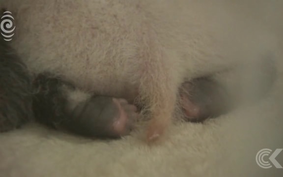 First twin pandas born in captivity in 2017 pass one month mark