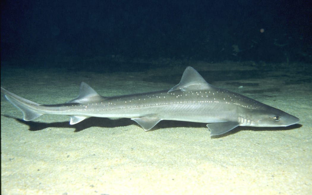 An adult rig shark, also known as lemon fish and spotted dogfish. They are one of about 66 species of shark found in New Zealand waters.