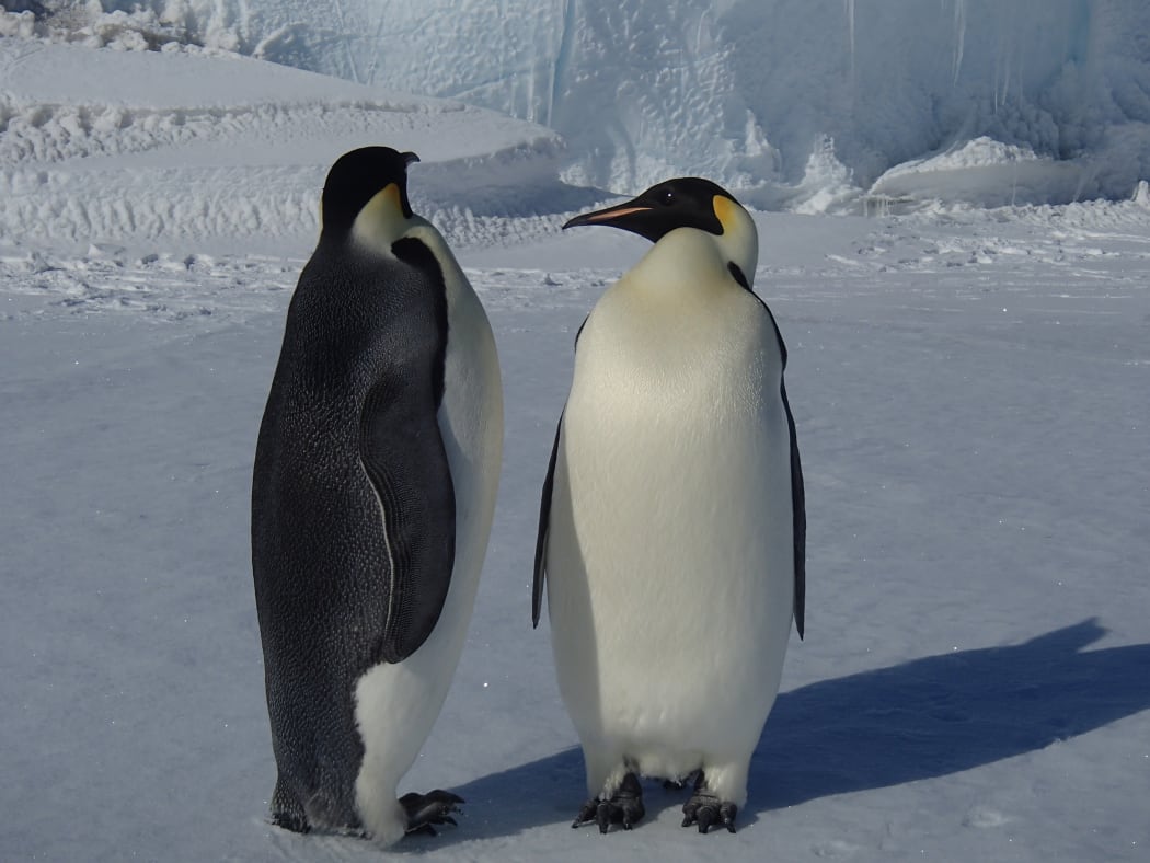Young Emperor penguins that haven't begun breeding are curious wanderers, interested in checking out their environment.
